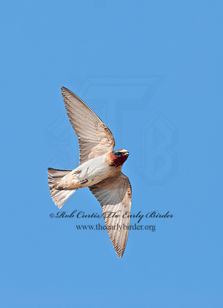 Petrochelidon  pyrrhonota  CLIFF SWALLOW  6027840