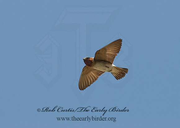 Petrochelidon  pyrrhonota  CLIFF SWALLOW  6024162