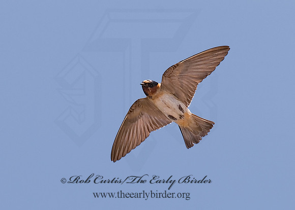 Petrochelidon  pyrrhonota  CLIFF SWALLOW  6024169