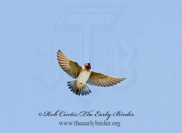 Petrochelidon  pyrrhonota  CLIFF SWALLOW  8014004