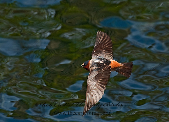 Petrochelidon  pyrrhonota  CLIFF SWALLOW  8025678