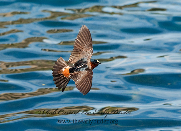 Petrochelidon  pyrrhonota  CLIFF SWALLOW  8025684