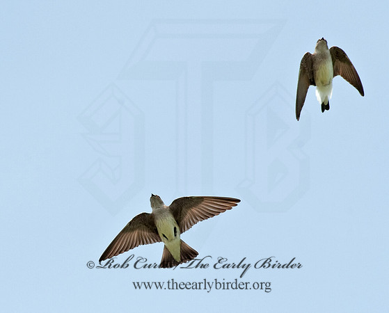 Stelgidopteryx serripennis  NORTHERN ROUGH-WINGED SWALLOW 8022004