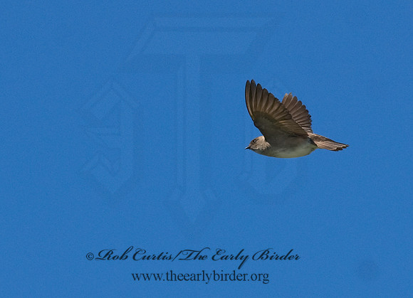Stelgidopteryx serripennis  NORTHERN ROUGH-WINGED SWALLOW 7014686