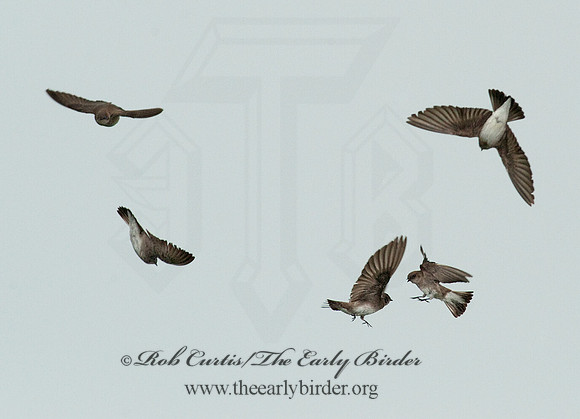 Stelgidopteryx serripennis  NORTHERN ROUGH-WINGED SWALLOW 8022023