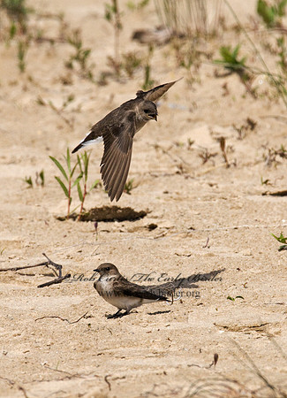 Stelgidopteryx serripennis  NORTHERN ROUGH-WINGED SWALLOW 7014718