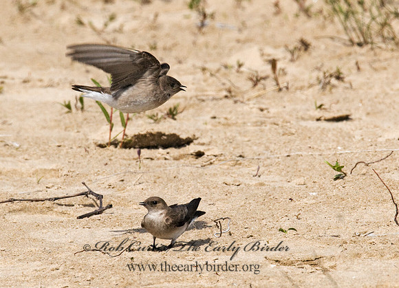 Stelgidopteryx serripennis  NORTHERN ROUGH-WINGED SWALLOW 7014717