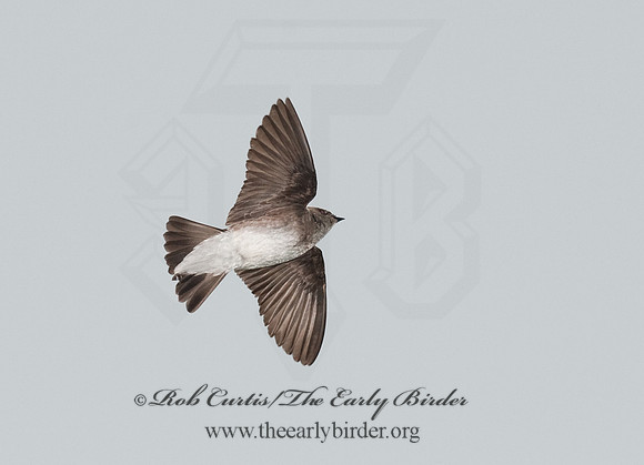 Stelgidopteryx serripennis  NORTHERN ROUGH-WINGED SWALLOW 8022037