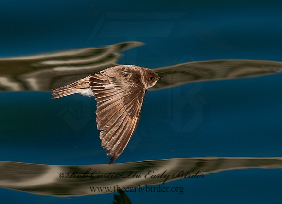 Stelgidopteryx serripennis  NORTHERN ROUGH-WINGED SWALLOW 8025641