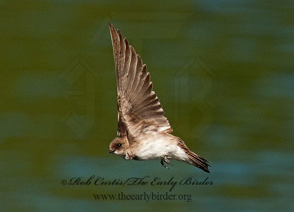 Stelgidopteryx serripennis  NORTHERN ROUGH-WINGED SWALLOW 8025586
