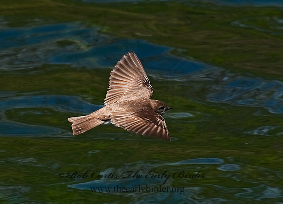 Stelgidopteryx serripennis  NORTHERN ROUGH-WINGED SWALLOW 8025682