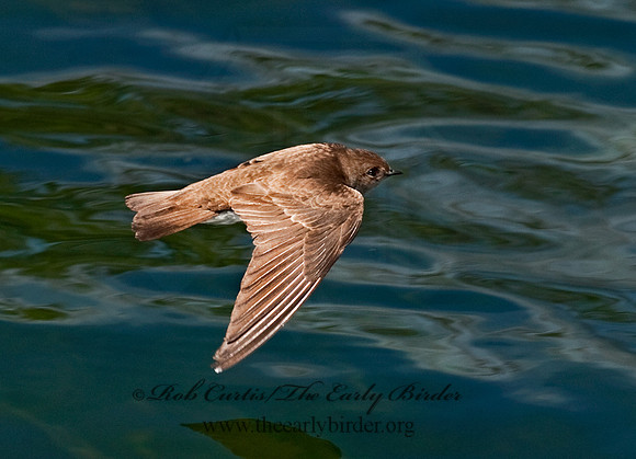 Stelgidopteryx serripennis  NORTHERN ROUGH-WINGED SWALLOW 8025689
