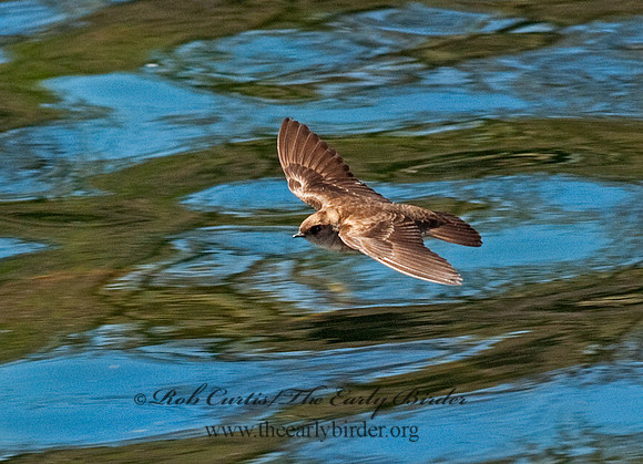 Stelgidopteryx serripennis  NORTHERN ROUGH-WINGED SWALLOW 8025688