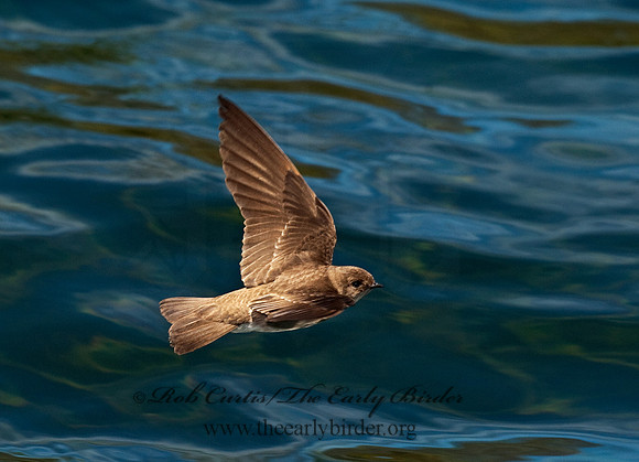 Stelgidopteryx serripennis  NORTHERN ROUGH-WINGED SWALLOW 8025690