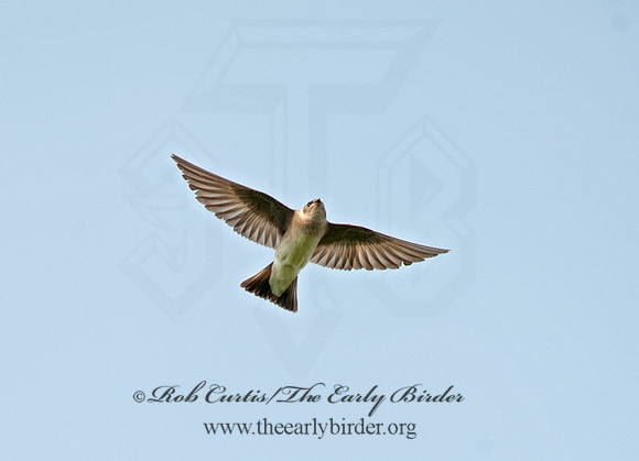 Stelgidopteryx serripennis  NORTHERN ROUGH-WINGED SWALLOW 8035488