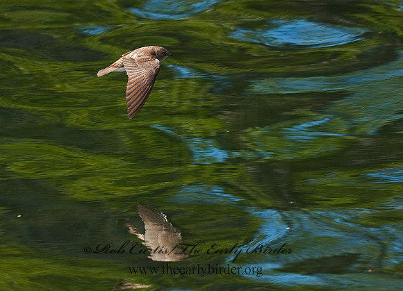 Stelgidopteryx serripennis  NORTHERN ROUGH-WINGED SWALLOW 8025695