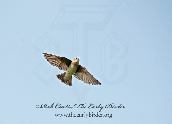 Stelgidopteryx serripennis  NORTHERN ROUGH-WINGED SWALLOW 8035489