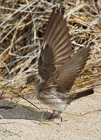 Stelgidopteryx serripennis  NORTHERN ROUGH-WINGED SWALLOW 9002232