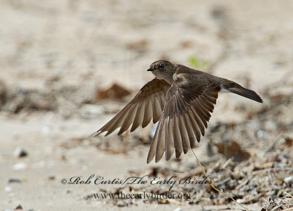 Stelgidopteryx serripennis  NORTHERN ROUGH-WINGED SWALLOW 9002267
