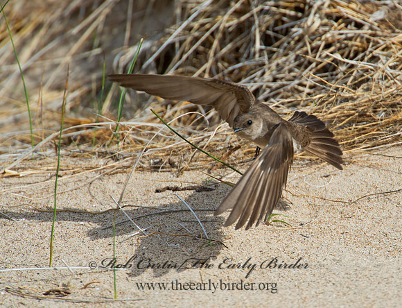 Stelgidopteryx serripennis  NORTHERN ROUGH-WINGED SWALLOW 9002233