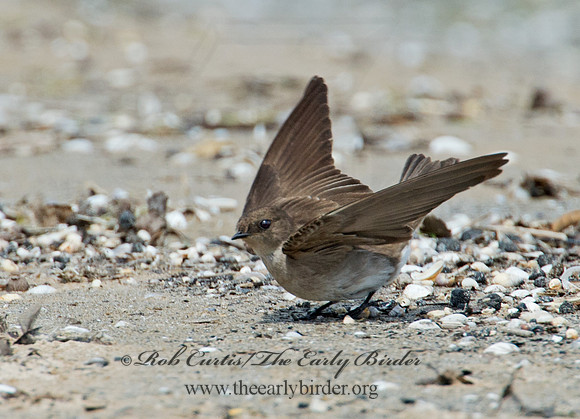 Stelgidopteryx serripennis  NORTHERN ROUGH-WINGED SWALLOW 9002282