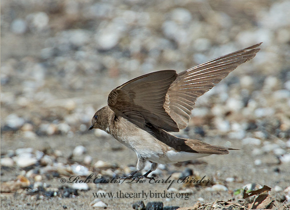 Stelgidopteryx serripennis  NORTHERN ROUGH-WINGED SWALLOW 9002294