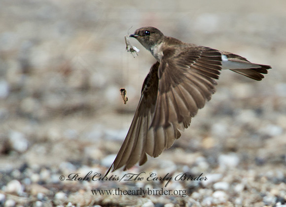 Stelgidopteryx serripennis  NORTHERN ROUGH-WINGED SWALLOW 9002299