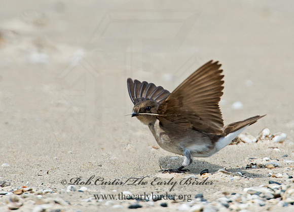 Stelgidopteryx serripennis  NORTHERN ROUGH-WINGED SWALLOW 9002304