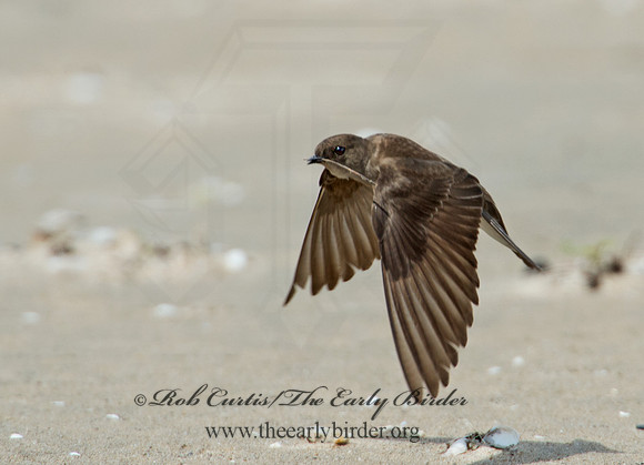 Stelgidopteryx serripennis  NORTHERN ROUGH-WINGED SWALLOW 9002307