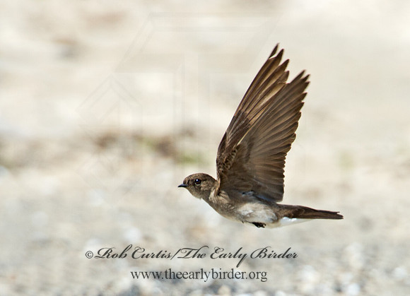Stelgidopteryx serripennis  NORTHERN ROUGH-WINGED SWALLOW 9002310