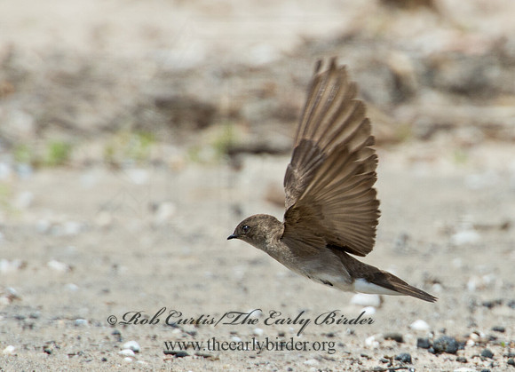 Stelgidopteryx serripennis  NORTHERN ROUGH-WINGED SWALLOW 9002312
