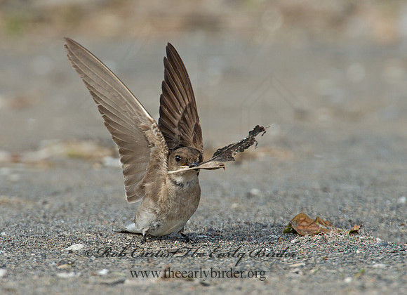 Stelgidopteryx serripennis  NORTHERN ROUGH-WINGED SWALLOW 9002553