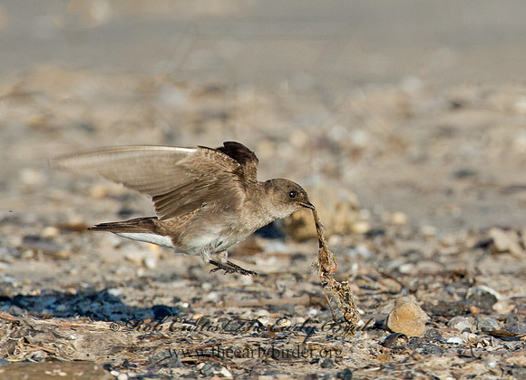 Stelgidopteryx serripennis  NORTHERN ROUGH-WINGED SWALLOW 9002576