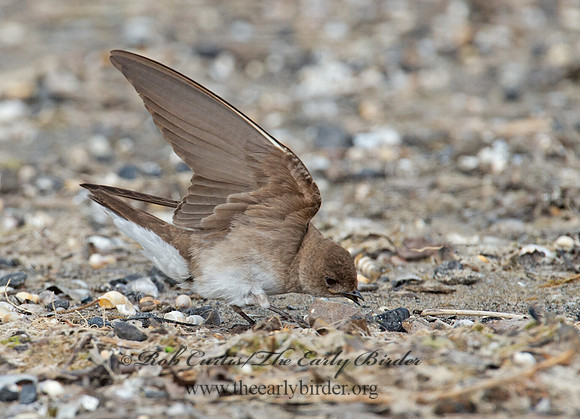Stelgidopteryx serripennis  NORTHERN ROUGH-WINGED SWALLOW 9002567
