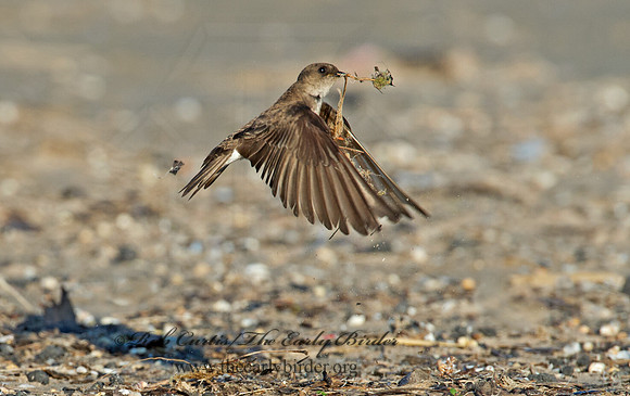 Stelgidopteryx serripennis  NORTHERN ROUGH-WINGED SWALLOW 9002578