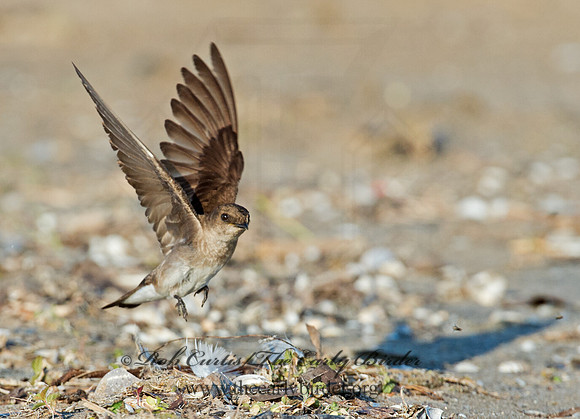Stelgidopteryx serripennis  NORTHERN ROUGH-WINGED SWALLOW 9002589