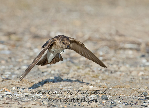 Stelgidopteryx serripennis  NORTHERN ROUGH-WINGED SWALLOW 9002603