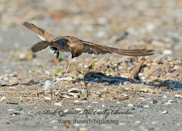 Stelgidopteryx serripennis  NORTHERN ROUGH-WINGED SWALLOW 9002594