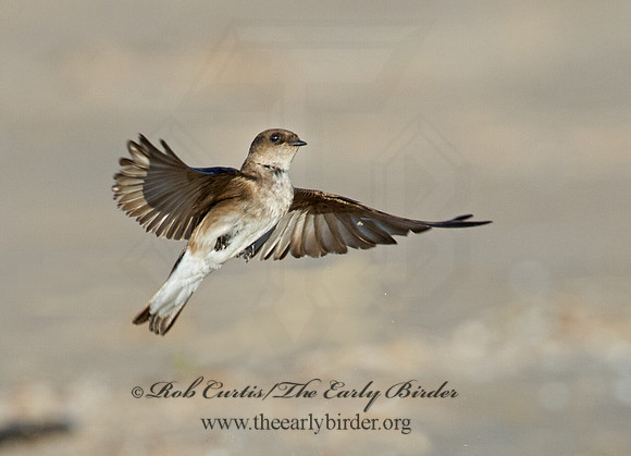 Stelgidopteryx serripennis  NORTHERN ROUGH-WINGED SWALLOW 9002607