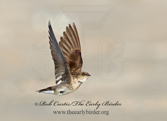 Stelgidopteryx serripennis  NORTHERN ROUGH-WINGED SWALLOW 9002608