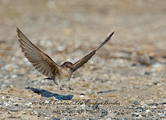 Stelgidopteryx serripennis  NORTHERN ROUGH-WINGED SWALLOW 9002604