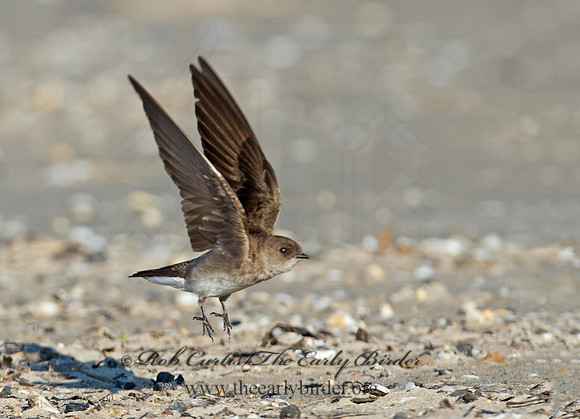 Stelgidopteryx serripennis  NORTHERN ROUGH-WINGED SWALLOW 9002611