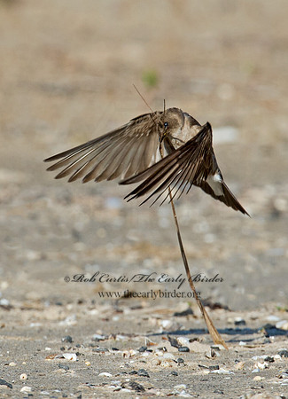 Stelgidopteryx serripennis  NORTHERN ROUGH-WINGED SWALLOW 9002623