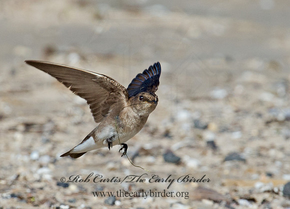 Stelgidopteryx serripennis  NORTHERN ROUGH-WINGED SWALLOW 9002650