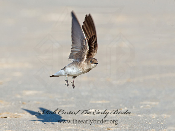 Stelgidopteryx serripennis  NORTHERN ROUGH-WINGED SWALLOW 9002632