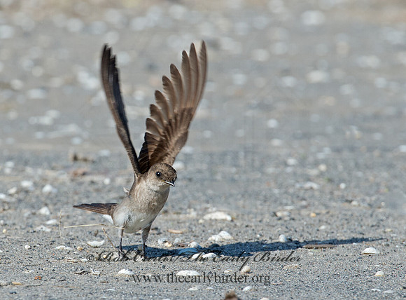 Stelgidopteryx serripennis  NORTHERN ROUGH-WINGED SWALLOW 9002663