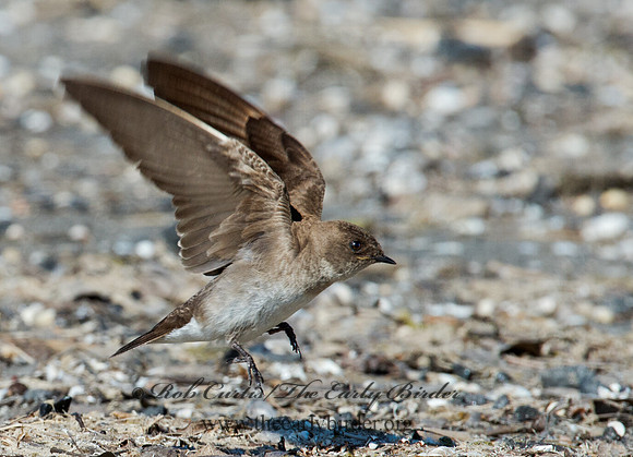 Stelgidopteryx serripennis  NORTHERN ROUGH-WINGED SWALLOW 9002669