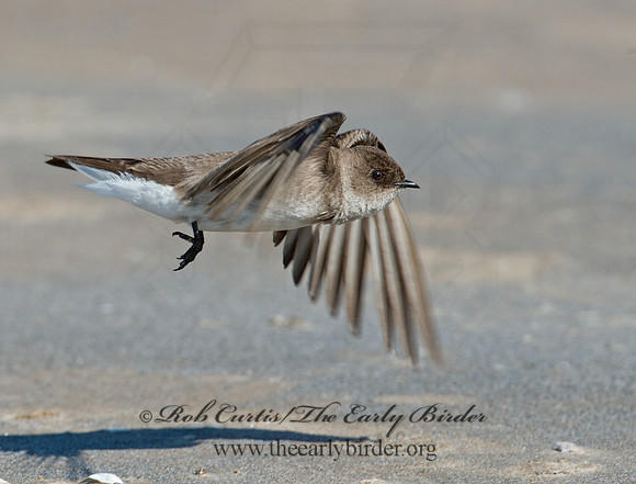 Stelgidopteryx serripennis  NORTHERN ROUGH-WINGED SWALLOW 9002674