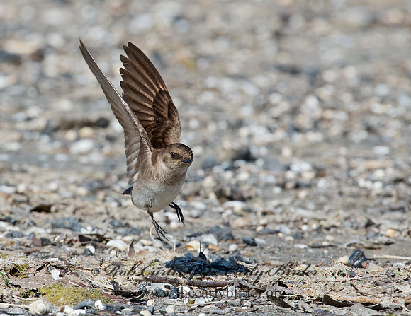 Stelgidopteryx serripennis  NORTHERN ROUGH-WINGED SWALLOW 9002677