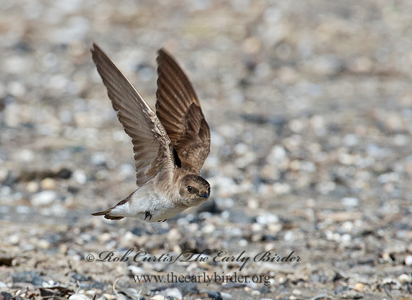 Stelgidopteryx serripennis  NORTHERN ROUGH-WINGED SWALLOW 9002678